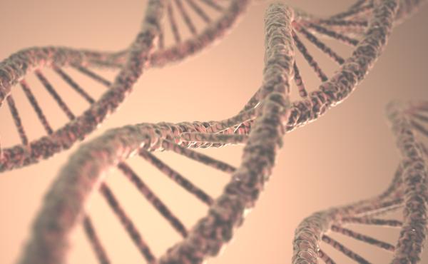 DNA estructure