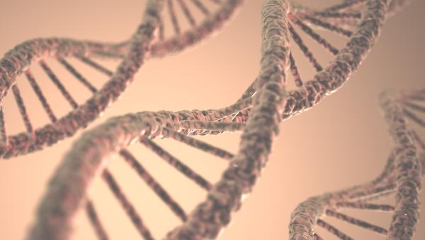 DNA estructure
