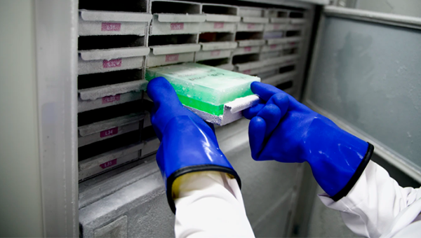 Muestras en el congelador